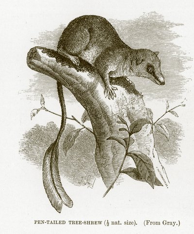 Tollfarkú cickány, illusztráció a The Royal Natural History-ból alkotó: English School
