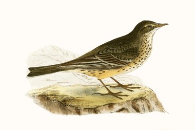 Pennsylvanian Pipit, Charles Robert Bree (1811-86) „A History of the Birds of the Birds of Europe Not Observed in the British Isles” című művéből készült illusztráció, 1867-ben megjelent alkotó: English School