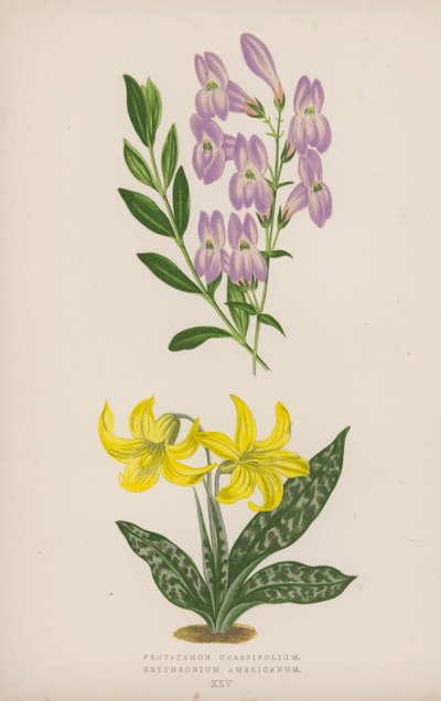 Pentstemon Crassifolium; amerikai eritrónium (színes litho) alkotó: English School