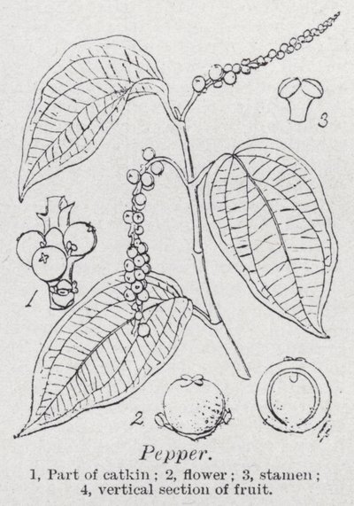 bors (litho) alkotó: English School