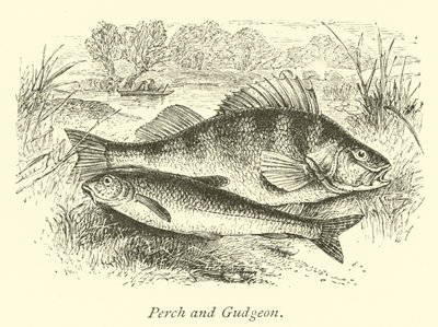 Sügér és Gudgeon alkotó: English School