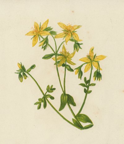 Perforált orbáncfű, Hypericum Perforatum (színes litográfia) alkotó: English School