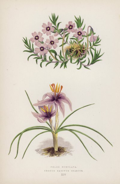 Phlox Subulata; Crocus Sativus Greecus (színes litho) alkotó: English School