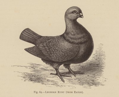 Galambok: Leghorn Runt, az Eatontól (metszet) alkotó: English School