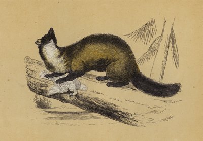 Pine Marten (színes litográfia) alkotó: English School