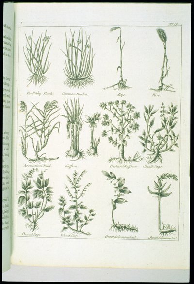 Plants from Culpepers English Physician and Complete Herbal, megjelent 1790 alkotó: English School