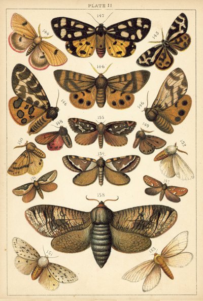 Tányér hazánk lepkéiből és lepkéiből (chromolitho) alkotó: English School