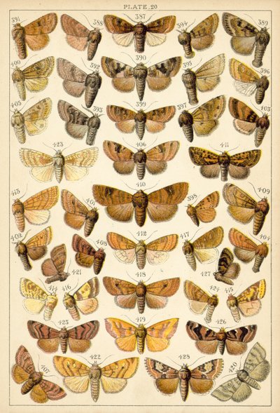 Tányér hazánk lepkéiből és lepkéiből (chromolitho) alkotó: English School