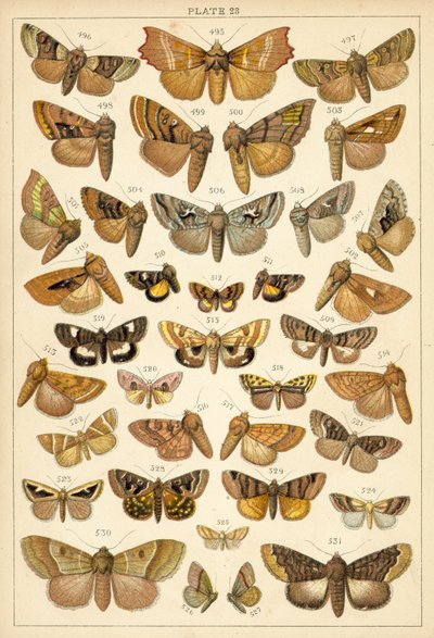 Tányér hazánk lepkéiből és lepkéiből (chromolitho) alkotó: English School