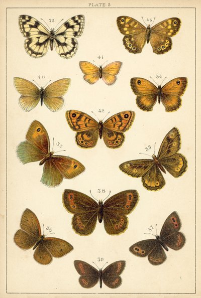 Tányér hazánk lepkéiből és lepkéiből (chromolitho) alkotó: English School
