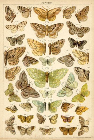 Tányér hazánk lepkéiből és lepkéiből (chromolitho) alkotó: English School