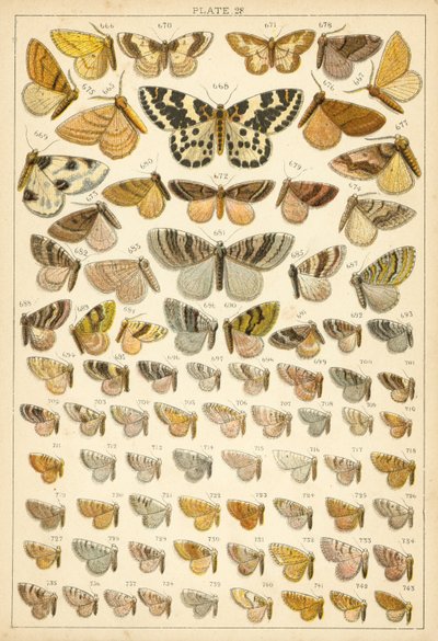 Tányér hazánk lepkéiből és lepkéiből (chromolitho) alkotó: English School