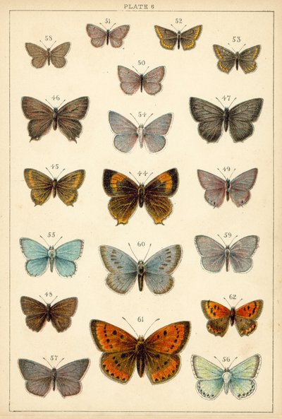 Tányér hazánk lepkéiből és lepkéiből (chromolitho) alkotó: English School