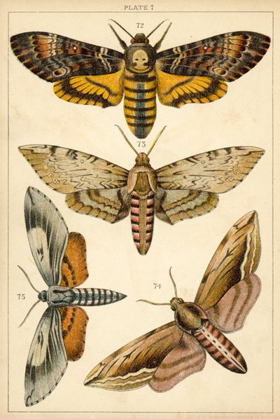 Tányér hazánk lepkéiből és lepkéiből (chromolitho) alkotó: English School