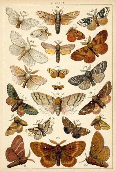 Tányér hazánk lepkéiből és lepkéiből (chromolitho) alkotó: English School