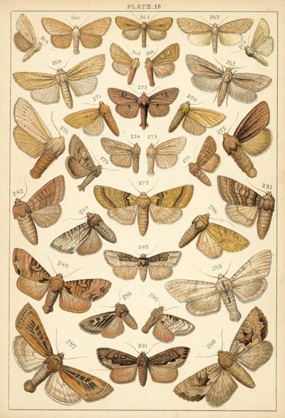 Tányér hazánk lepkéiből és lepkéiből (chromolitho) alkotó: English School