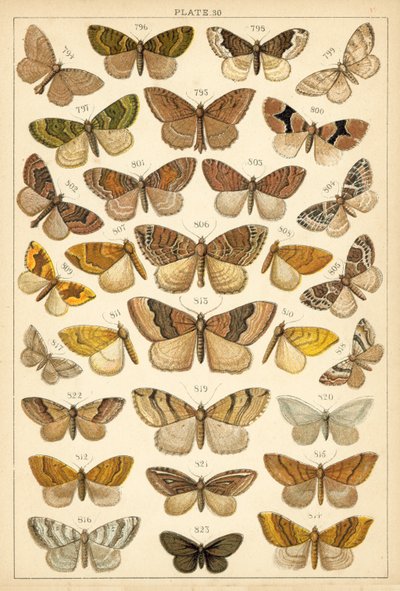 Tányér hazánk lepkéiből és lepkéiből (chromolitho) alkotó: English School