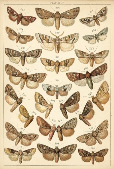Tányér hazánk lepkéiből és lepkéiből (chromolitho) alkotó: English School
