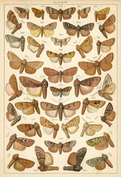 Tányér hazánk lepkéiből és lepkéiből (chromolitho) alkotó: English School
