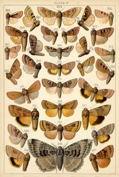 Tányér hazánk lepkéiből és lepkéiből (chromolitho) alkotó: English School