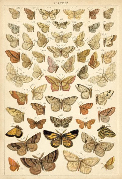 Tányér hazánk lepkéiből és lepkéiből (chromolitho) alkotó: English School