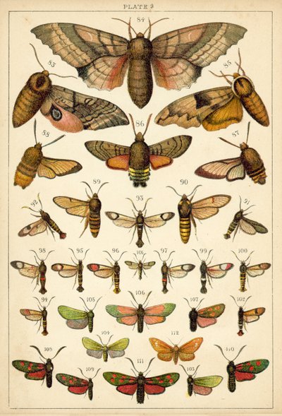 Tányér hazánk lepkéiből és lepkéiből (chromolitho) alkotó: English School