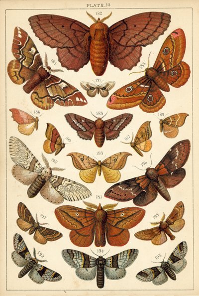 Tányér hazánk lepkéiből és lepkéiből (chromolitho) alkotó: English School
