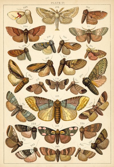 Tányér hazánk lepkéiből és lepkéiből (chromolitho) alkotó: English School