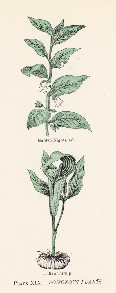 Mérgező növények (színes litho) alkotó: English School