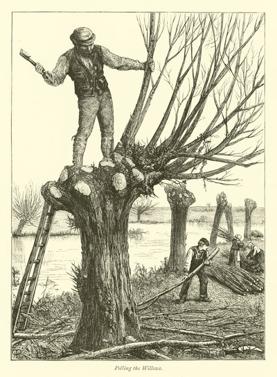 A Willows szavazása alkotó: English School