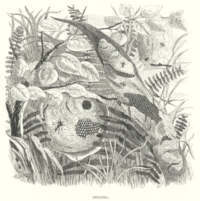 Polybia darazsak (metszet) alkotó: English School