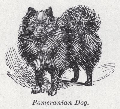 pomerániai kutya (litho) alkotó: English School