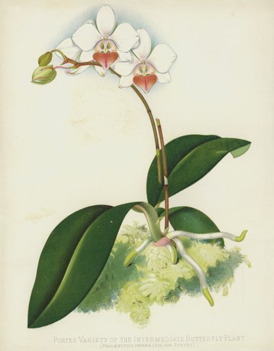 A köztes pillangós növény portes fajtája, Phalaenopsis Intermedia, var Portei alkotó: English School