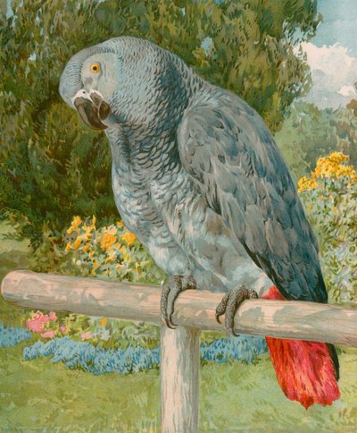 Szép Polly alkotó: English School