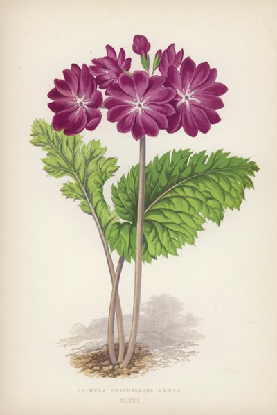 Primula Cortusoides Amoena (színes litho) alkotó: English School