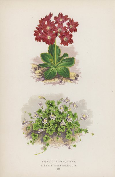 Primula Pedemontana; Linaria Hepaticaefolia (színes litho) alkotó: English School