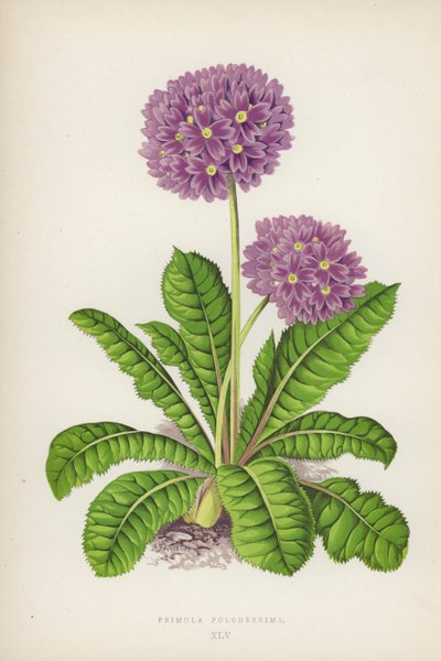 A legszebb százszorszép (litho szín) alkotó: English School