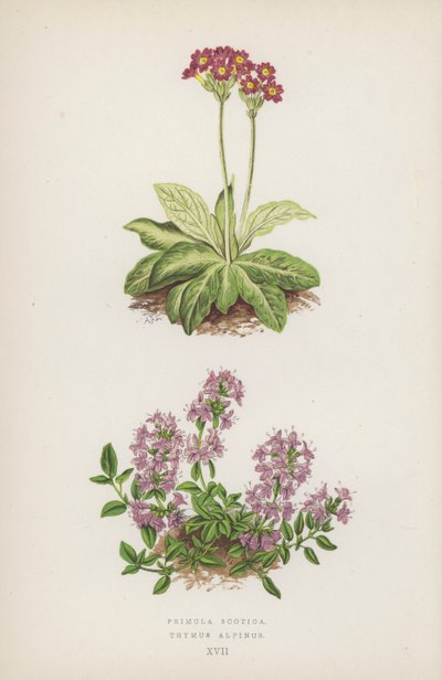 Primula Scotica; Thymus Alpinus (színes litográfia) alkotó: English School