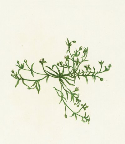 Procumbent Pearl-Wort, Sagina Procumbens alkotó: English School