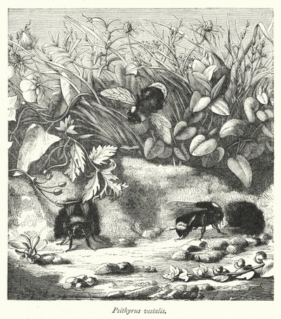 Psithyrus vestalis (metszet) alkotó: English School