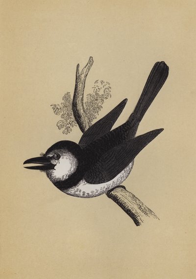Puff Bird (színes litó) alkotó: English School