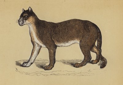 Puma (színes litho) alkotó: English School