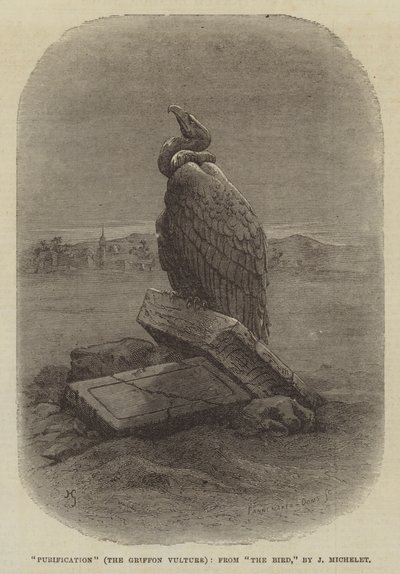 "Purification" (The Griffon Vulture), a "The Bird"-ből, J Michelet (metszet) alkotó: English School