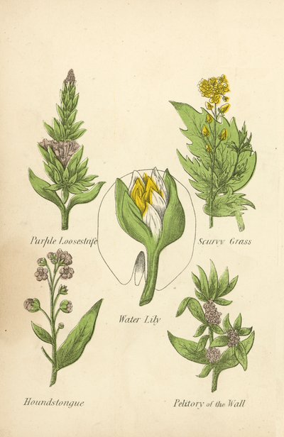 Lila laza, skorbut fű, tavirózsa, vadászkutya, fal petitory (színes litó) alkotó: English School