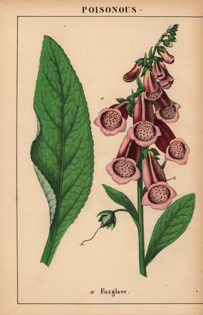 Lila gyűszűvirág  , a "The Instructive Picturebook, or Lessons from the Vegetable World", [Charlotte Mary Yonge], Edinburgh alkotó: English School