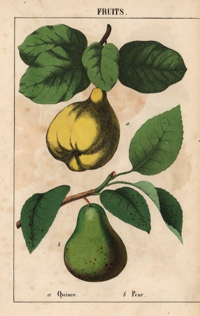 Birs és körte  , a "The Instructive Picturebook, or Lessons from the Vegetable World", [Charlotte Mary Yonge], Edinburgh alkotó: English School