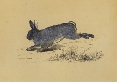 Nyúl (színes litho) alkotó: English School