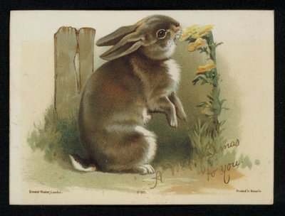 Nyúl eszik sárga virágok, karácsonyi üdvözlőlap. (chromolitho) alkotó: English School