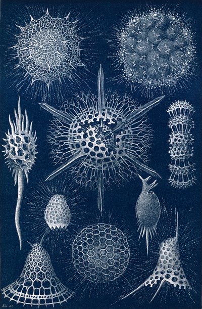 Radiolarians alkotó: English School