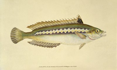 Szivárványos sügér, Pl.96 a "The Natural History of British Fishes" című könyvből, kiadó: E. Donovan és F.C.  J. Rivington. alkotó: English School